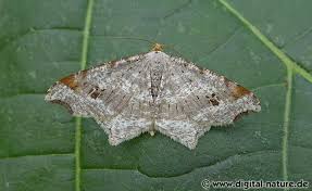 Attēlu rezultāti vaicājumam “Macaria alternata”