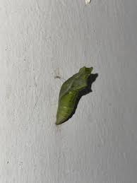 Attēlu rezultāti vaicājumam “cocoon”