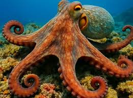 Image result for Octopus vulgaris