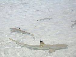 Image result for Carcharhinus melanopterus
