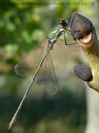 Attēlu rezultāti vaicājumam “Chalcolestes viridis”