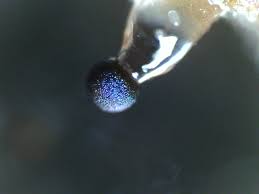 Attēlu rezultāti vaicājumam “Colloderma robustum young”