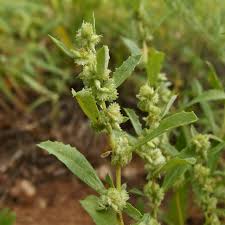 Attēlu rezultāti vaicājumam “Atriplex calotheca”