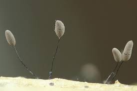 Attēlu rezultāti vaicājumam “Comatricha tenerrima”