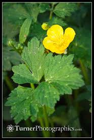 Attēlu rezultāti vaicājumam “Ranunculus repens leaf”