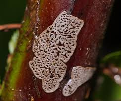 Attēlu rezultāti vaicājumam “Didymium sp.”