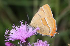 Attēlu rezultāti vaicājumam “Thecla betulae male”