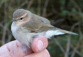 Attēlu rezultāti vaicājumam “Phylloscopus collybita adult”