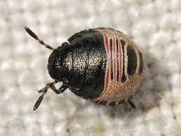 Attēlu rezultāti vaicājumam “Eurygaster testudinaria nymph”