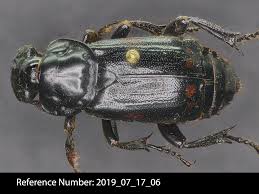 Attēlu rezultāti vaicājumam “Carterocephalus silvicolus underside”