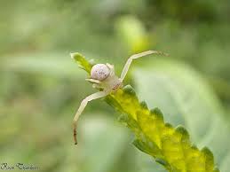 Attēlu rezultāti vaicājumam “Thomisidae”