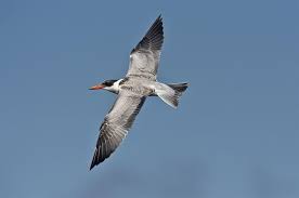 Attēlu rezultāti vaicājumam “Hydroprogne caspia”