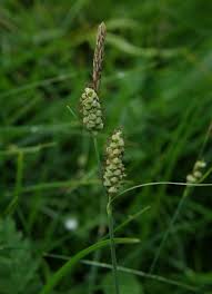Attēlu rezultāti vaicājumam “Carex globularis”
