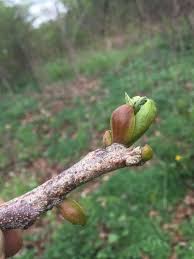 Attēlu rezultāti vaicājumam “Gymnocladus dioicus bud”