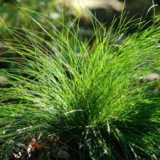 Attēlu rezultāti vaicājumam “Carex arenaria  leaf”