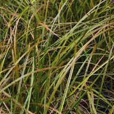 Attēlu rezultāti vaicājumam “Carex remota leaf”