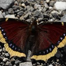 Attēlu rezultāti vaicājumam “Nymphalis antiopa upperside”