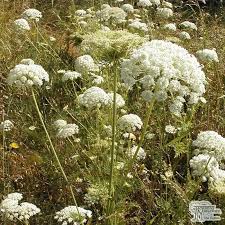 Attēlu rezultāti vaicājumam “Carum carvi flower”
