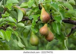 Attēlu rezultāti vaicājumam “Pyrus communis fruit”