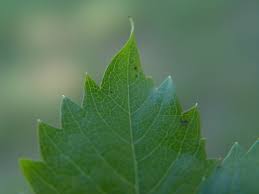 Attēlu rezultāti vaicājumam “Parthenocissus quinquefolia leaf”