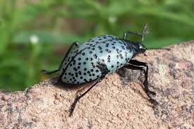 Attēlu rezultāti vaicājumam “Erotylidae”