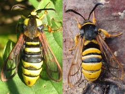 Attēlu rezultāti vaicājumam “Sesia apiformis”