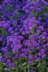 Image result for Aster novi-belgii