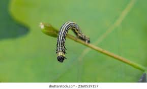 Attēlu rezultāti vaicājumam “Abraxas sylvata larva”