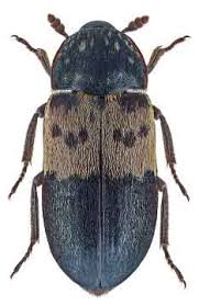 Attēlu rezultāti vaicājumam “Dermestidae”