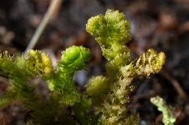 Attēlu rezultāti vaicājumam “Ptilidium pulcherrimum”