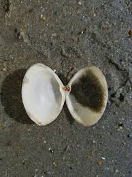 Attēlu rezultāti vaicājumam “Mya arenaria”