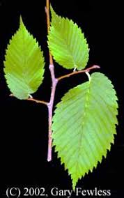 Attēlu rezultāti vaicājumam “Ulmus laevis leaf”