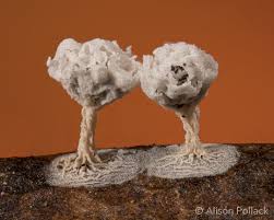 Attēlu rezultāti vaicājumam “Didymium serpula spores”