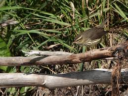 Image result for Seiurus noveboracensis