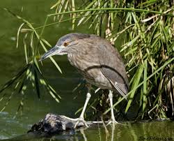 Image result for Nycticorax nycticorax