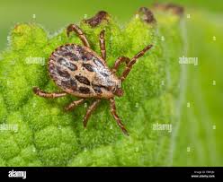 Attēlu rezultāti vaicājumam “Dermacentor reticulatus”