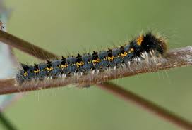 Attēlu rezultāti vaicājumam “Euthrix potatoria cocoon”