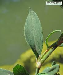 Attēlu rezultāti vaicājumam “Polygonum aviculare leaf”