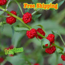 Attēlu rezultāti vaicājumam “Chenopodium foliosum”