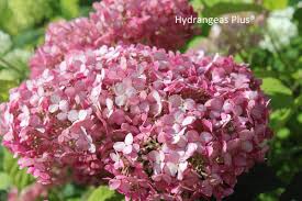 Attēlu rezultāti vaicājumam “Hydrangea arborescens subsp. discolor flower”
