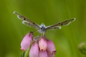 Attēlu rezultāti vaicājumam “Vacciniina optilete”