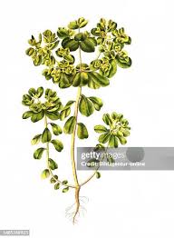 Attēlu rezultāti vaicājumam “Euphorbia helioscopia”