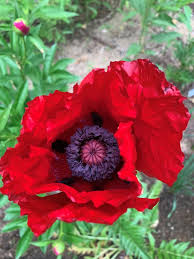 Attēlu rezultāti vaicājumam “Papaver orientale  flower”