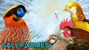 Attēlu rezultāti vaicājumam “Galliformes”