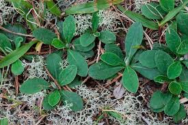 Attēlu rezultāti vaicājumam “Pilosella officinarum bud”