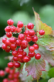 Attēlu rezultāti vaicājumam “Viburnum opulus fruit”