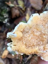 Attēlu rezultāti vaicājumam “Leucogyrophana mollusca”