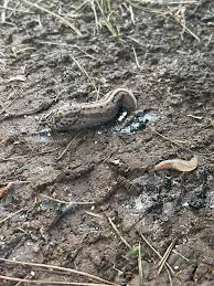 Attēlu rezultāti vaicājumam “Lophozia laxa macro”