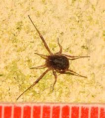 Attēlu rezultāti vaicājumam “Lophopilio palpinalis”