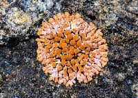 Attēlu rezultāti vaicājumam “Caloplaca saxicola”